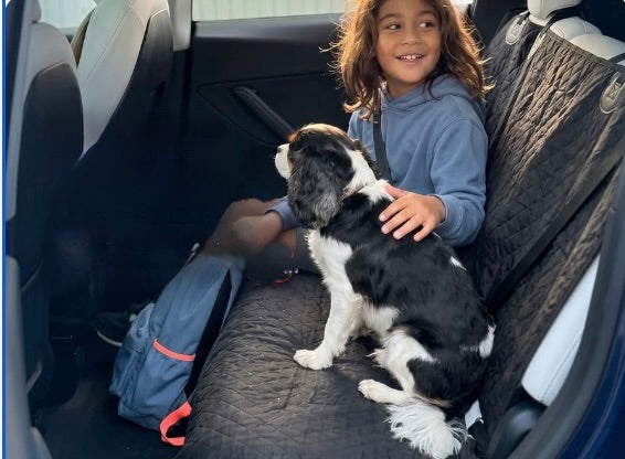 🐶 Travelling with Pets