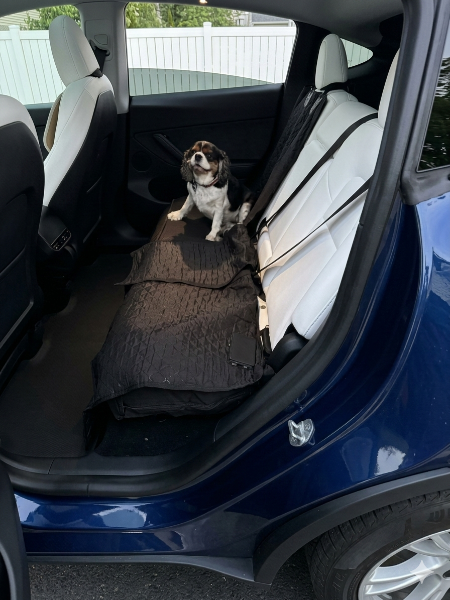 Dog sitting on a car seat cover in the back of a blue Tesla Model Y
